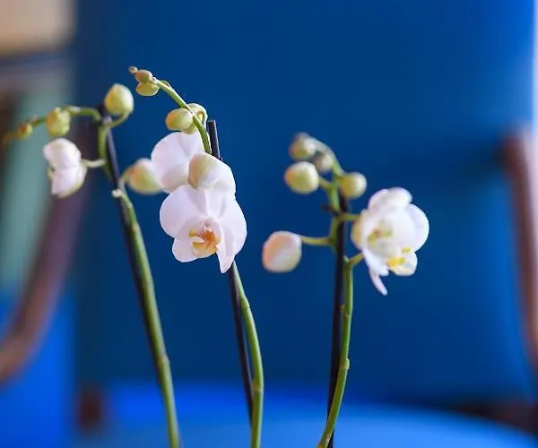 グラン オテル デスパーニュ ルルド